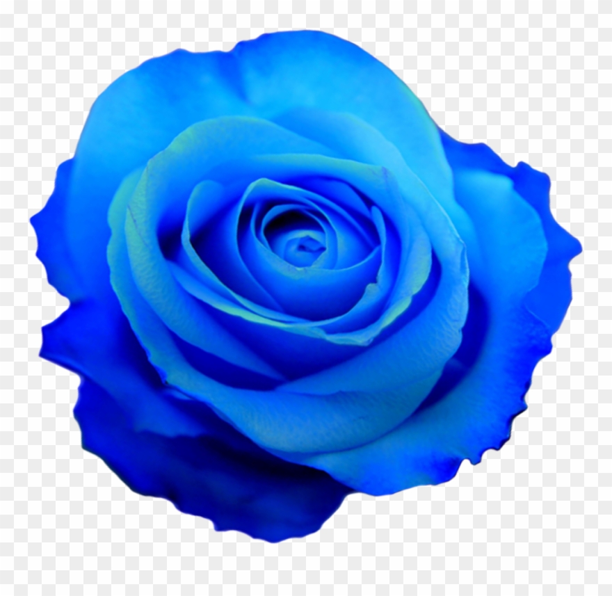 D'flowered Rose Flower Photos, Transparent Flowers, Clipart