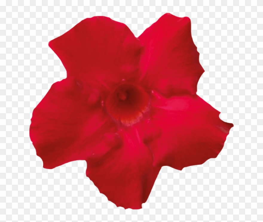 Sundaville Velvet Red - Desert Rose Clipart