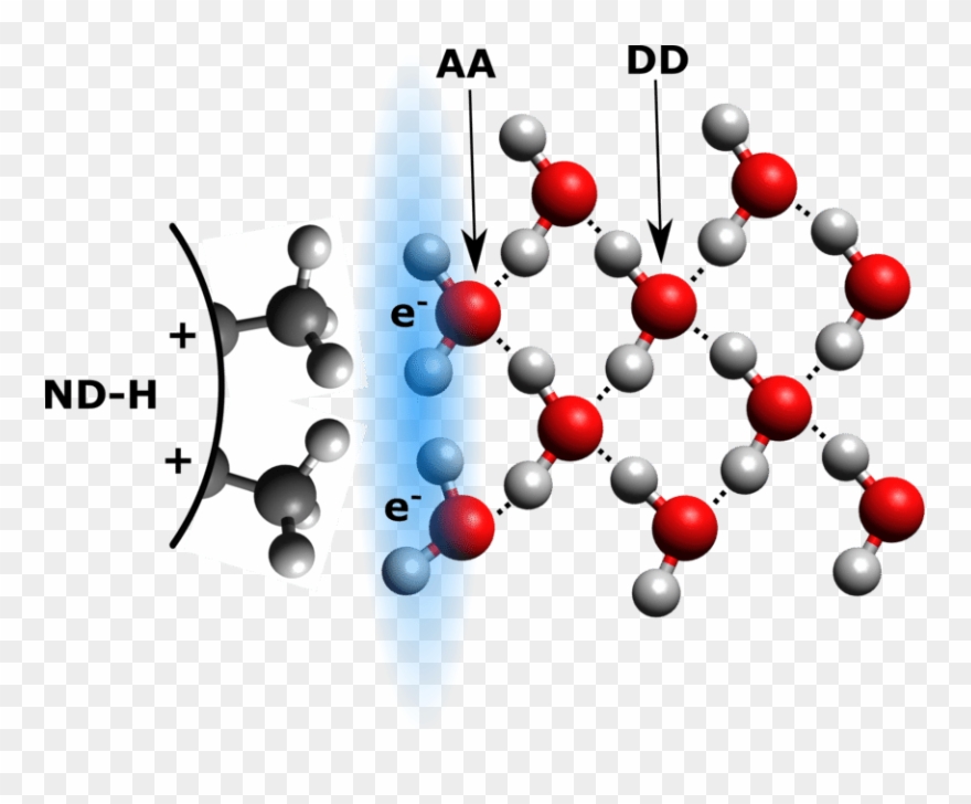 Schematic View Of Proposed Hydrogen Bonding Between - Аморфные Тела Clipart
