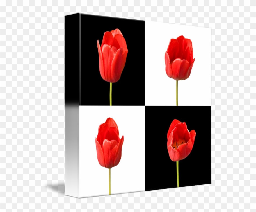 Red Black And White Background - Red Tulips Black Background Clipart