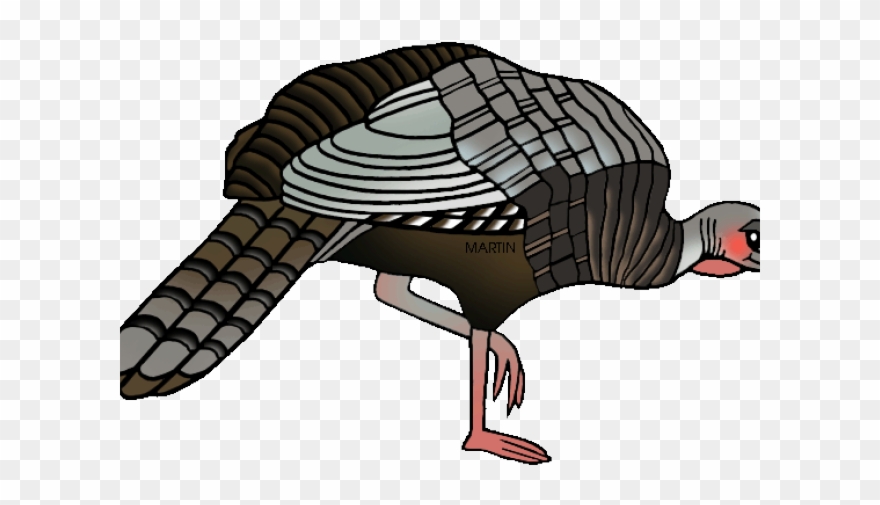 Turkey Bird Clipart Female Turkey - Wild Turkey Bird Png Transparent Png