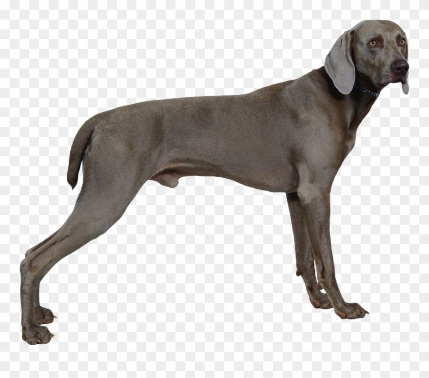Download Free Png Dog Png, Download Png Image With - Weimaraner Clipart