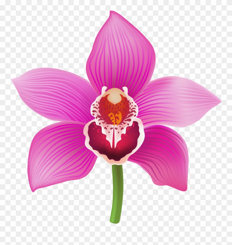 Orchid Transparent Image Clipart