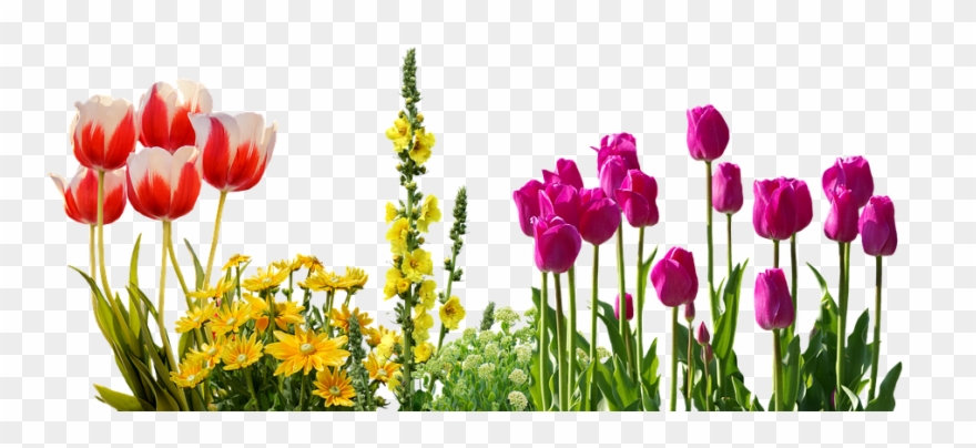 Transparent Spring Flowers Clipart
