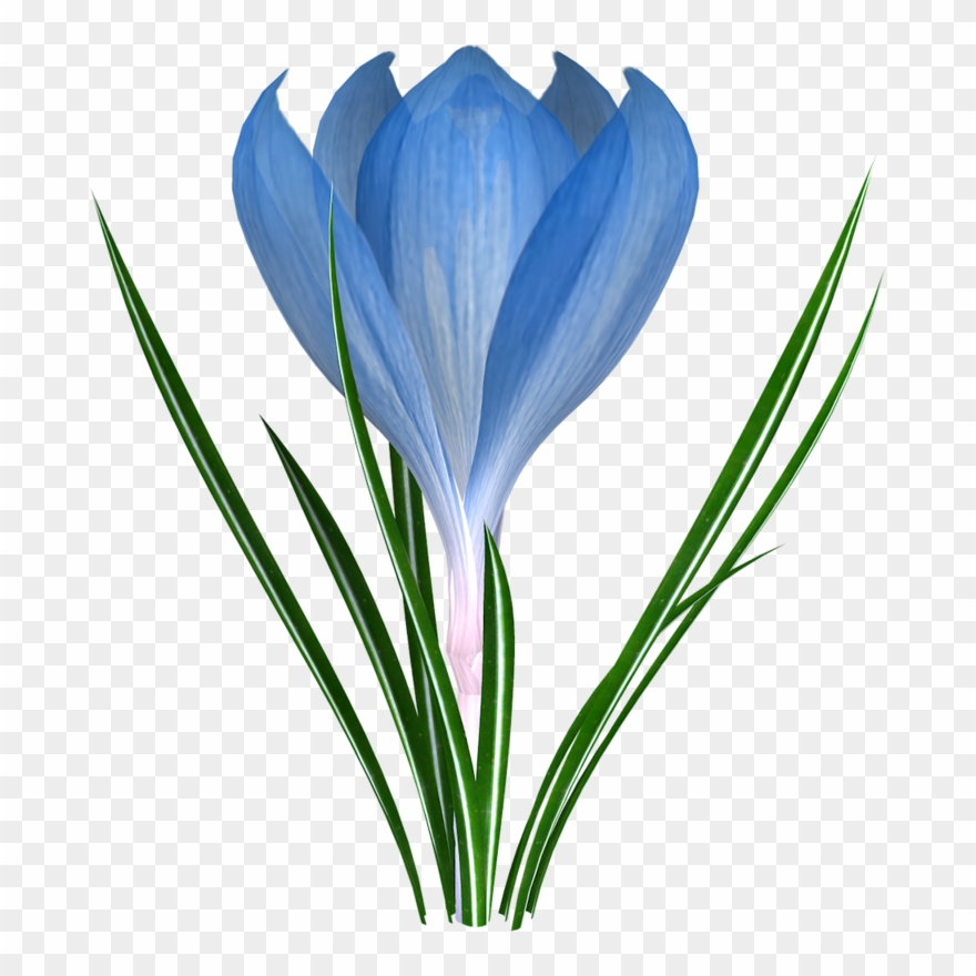 Фотки Flower Clipart, Easter, Leaves, Bud, Printables, - Crocus - Png Download
