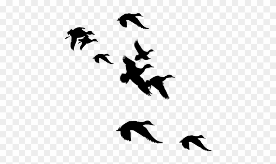 Flying Clipart Svg - Flock Of Ducks Silhouette - Png Download