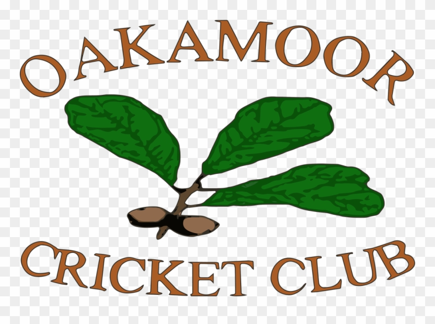 Cricket Clipart Ladies Cricket - Png Download