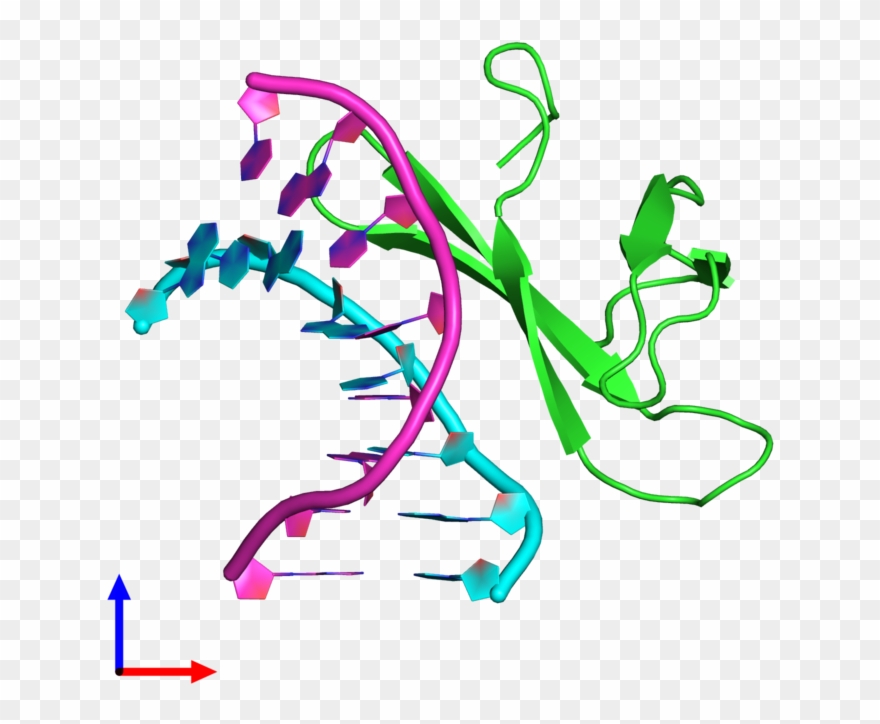 Pdb 4r55 Coloured By Chain And Viewed From The Front - Graphic Design Clipart