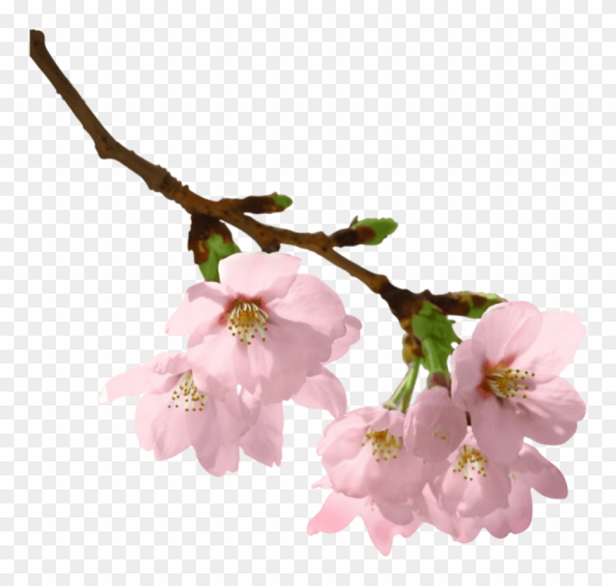 Free Png Spring Branch Png Images Transparent - Flowers With Branches Png Clipart