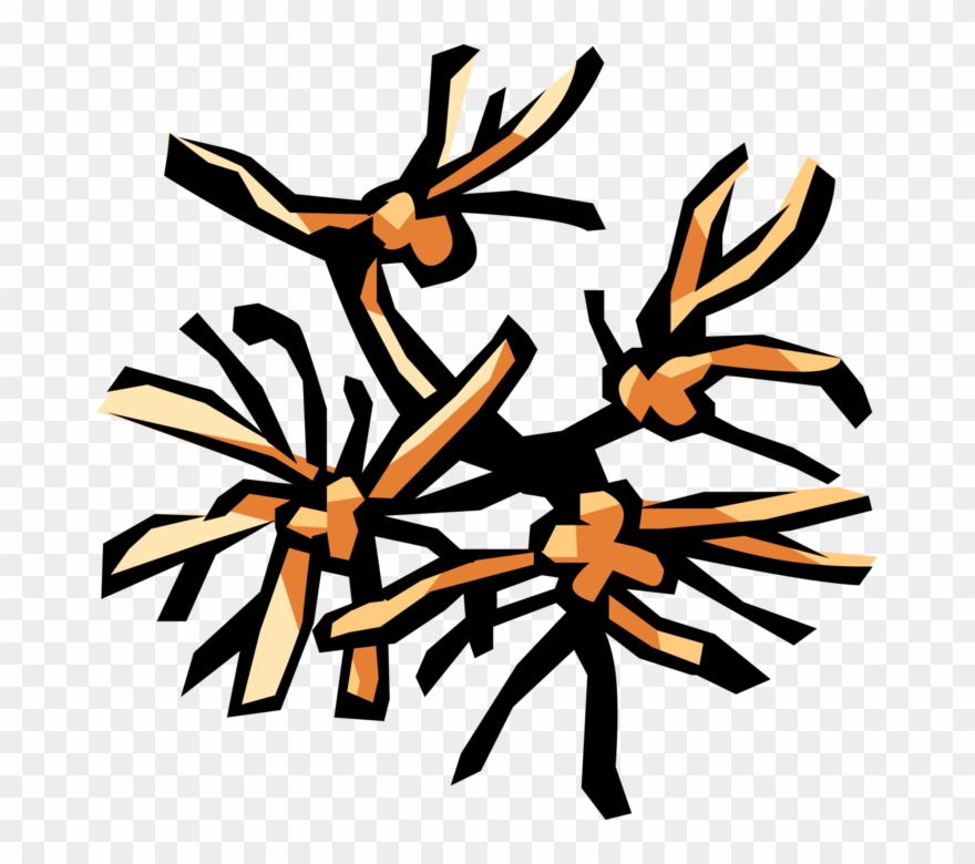 Vector Illustration Of Witch Hazel Botanical Horticulture Clipart