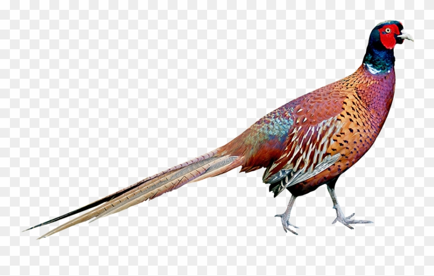 Big Cottonwood Ranch Pheasant - Ring-necked Pheasant Clipart