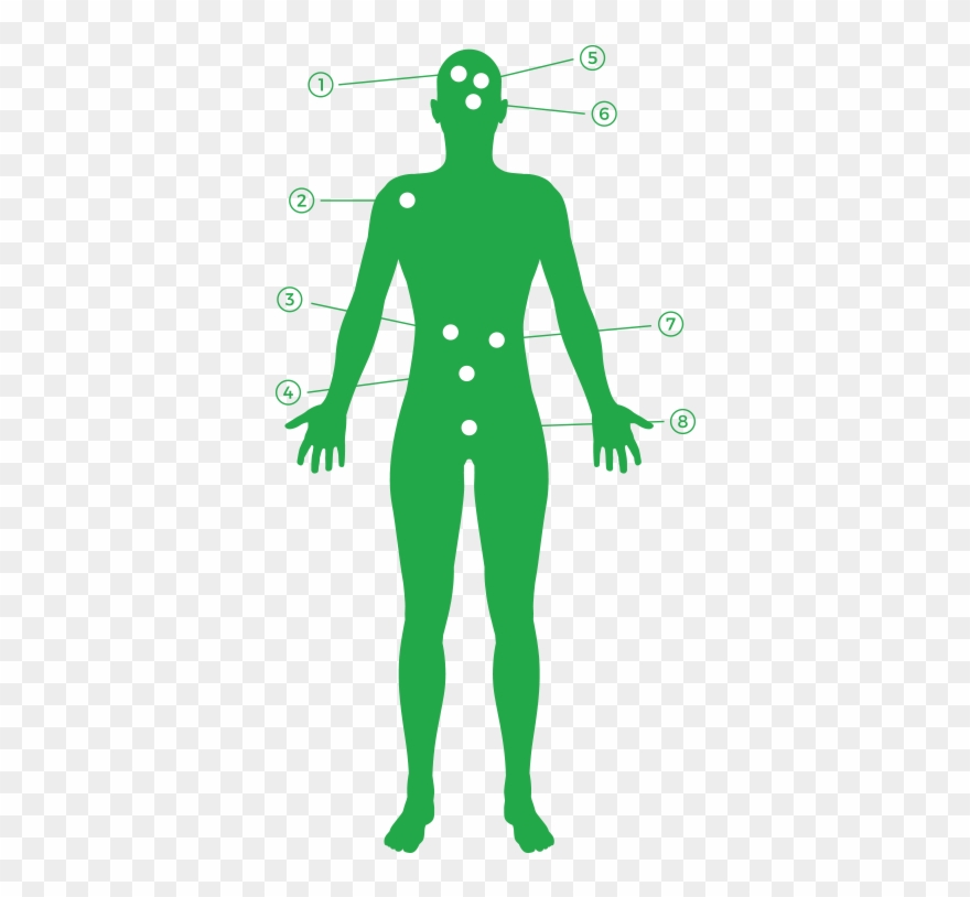 Endocannabidiol System - Illustration Clipart
