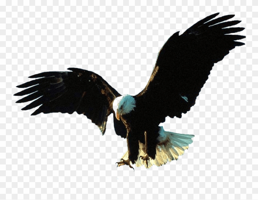 Free Png Download Gif Animation Eagle Gif Png Images - Bald Eagle Transparent Gif Clipart