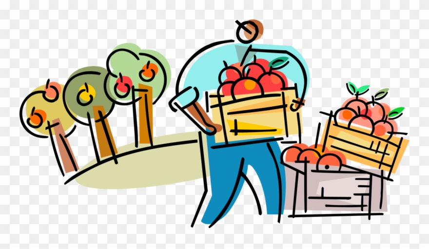 Vector Illustration Of Farmer In Fruit Orchard Harvests - Cartoon Clipart