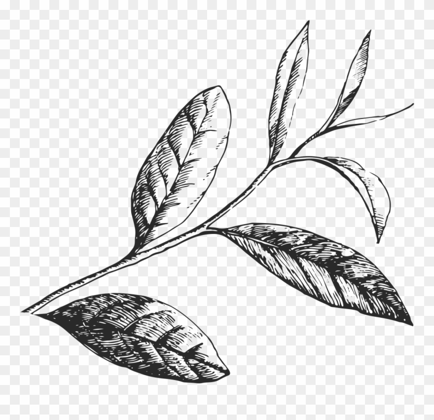 Tea Leaves Png - Green Tea Leaf Black And White Clipart