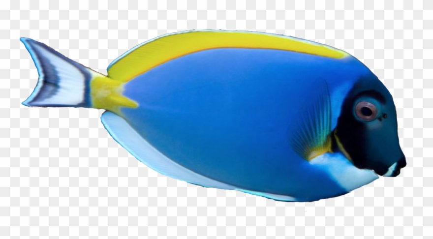 Saltwater Fish Stickers Messages Sticker-6 - Saltwater Fish Transparent Clipart