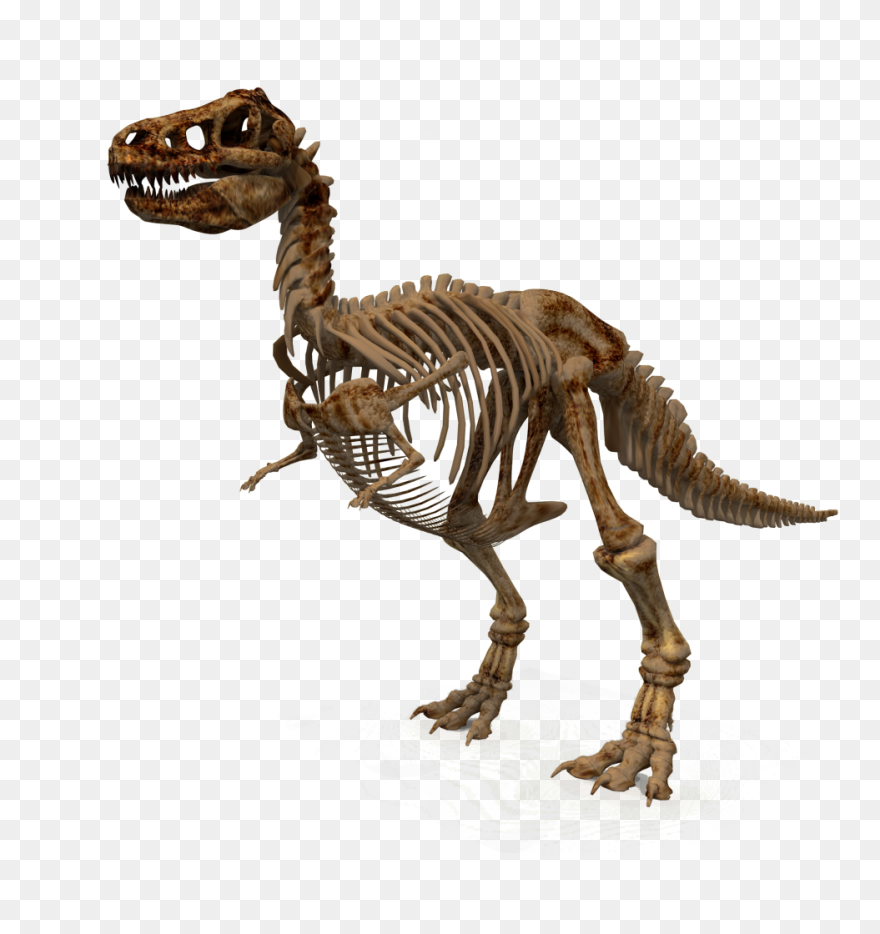 Free Png Download Dinosaur Png Images Background Png - Dinosaur Skeleton Png Clipart