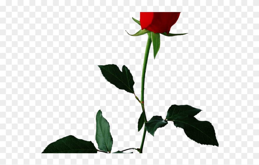 White Rose Clipart Valentine Single Rose - Rose Flower Transparent Background - Png Download