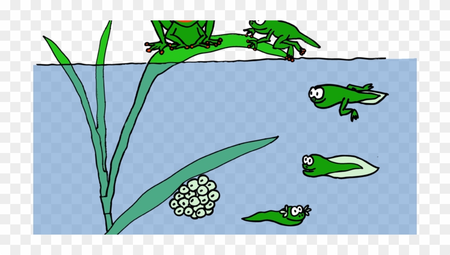Life Has Cycles To Keep The Balance - Life Cycle Tadpole Clipart