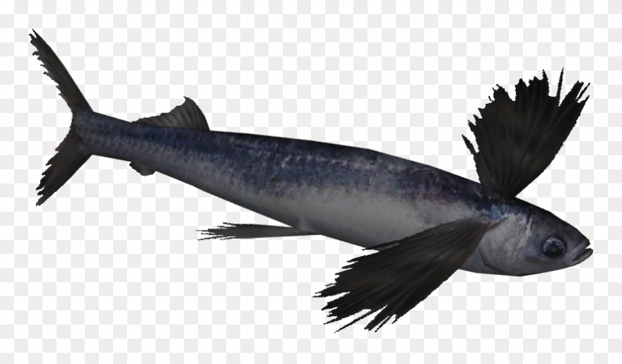 Flying Fish .png Clipart