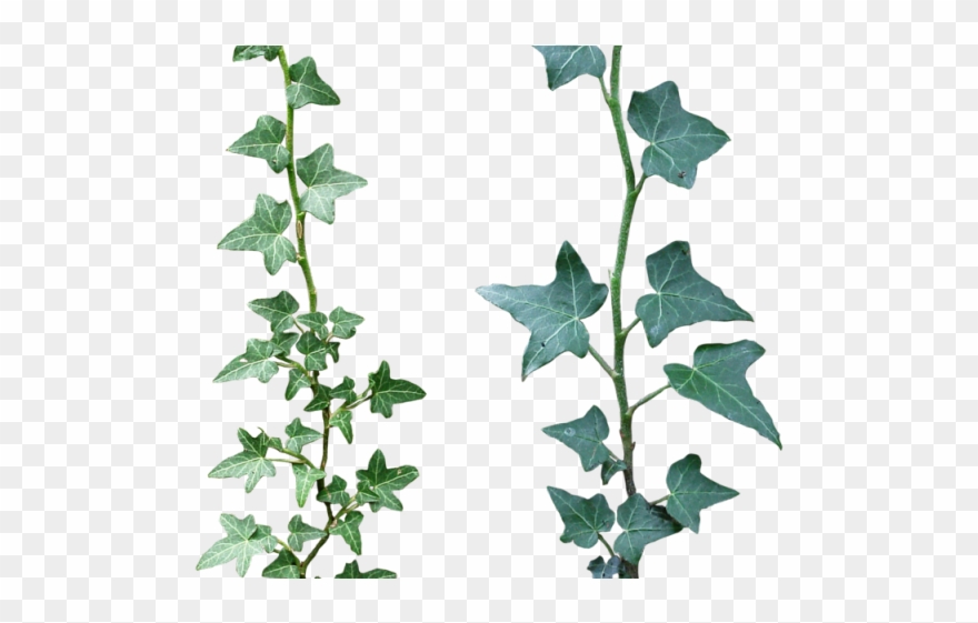 Vines Clipart Forest - Diy Floral Balloon Garland - Png Download