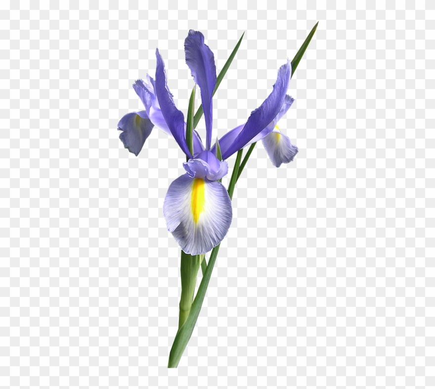 Dutch Iris, Blue, Flower Cut Out - Ирис Сибирский Пнг Clipart