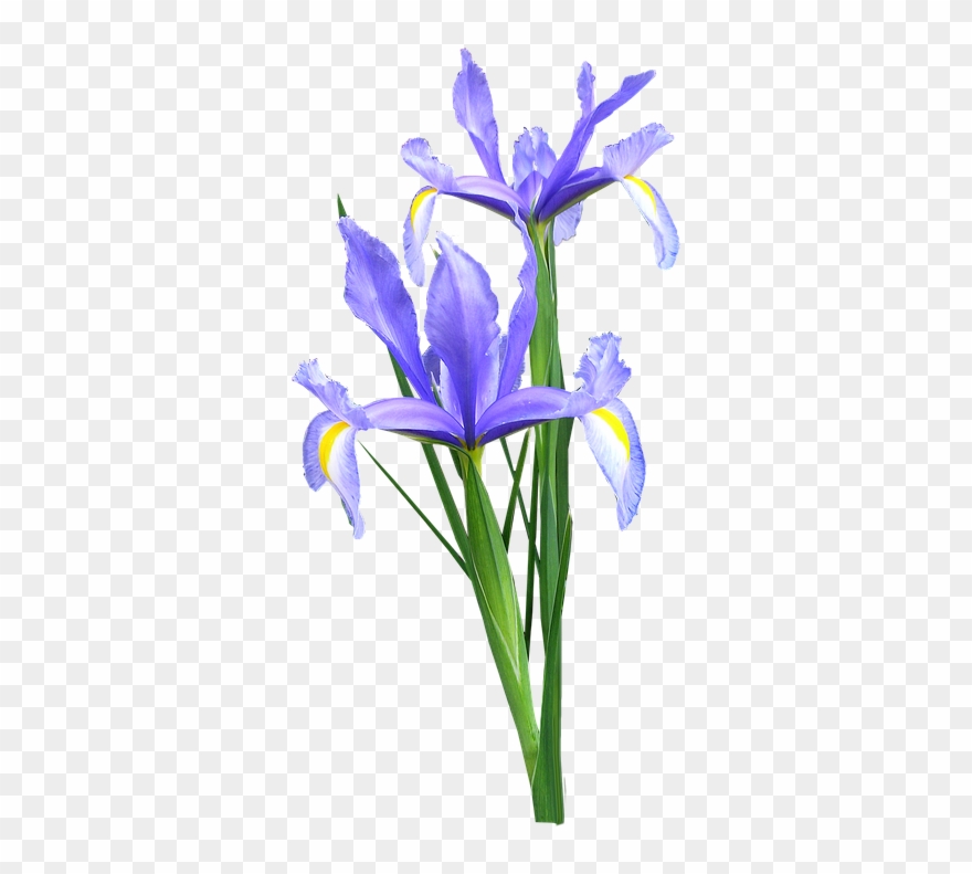 Download Iris, Dutch, Flowers Iris Flower Png Transparent Clipart