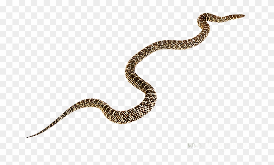 Serpent Clipart