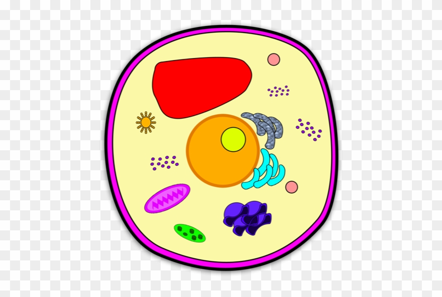 Location - Kesler Science Plant Cell Clipart