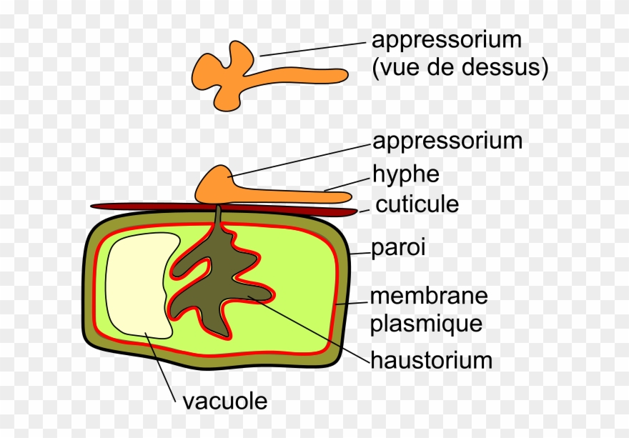 293 × 240 Pixels Clipart