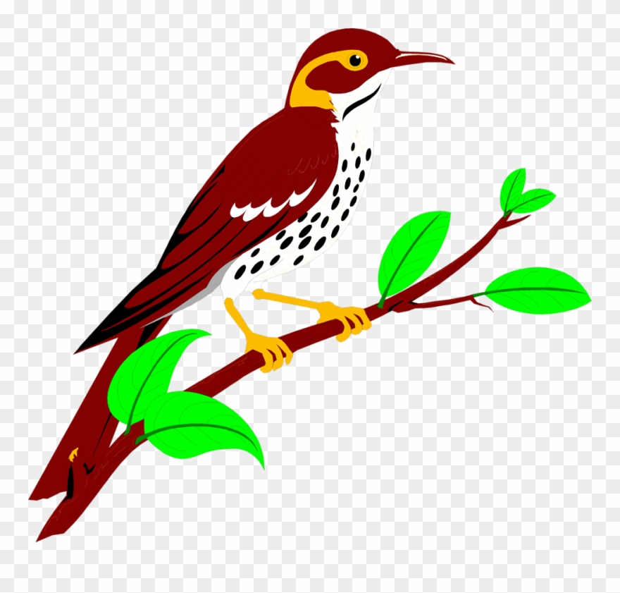 Brownish Red Thrush Free Stock Illustration Of - Woodpecker Clipart