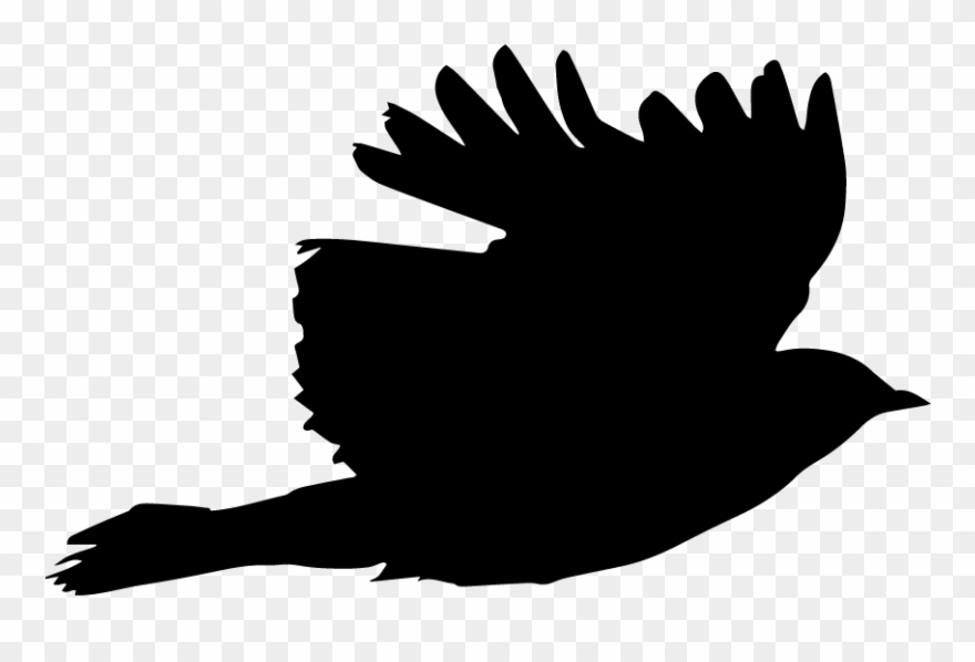 Blackbird-takeoff - Illustration Clipart