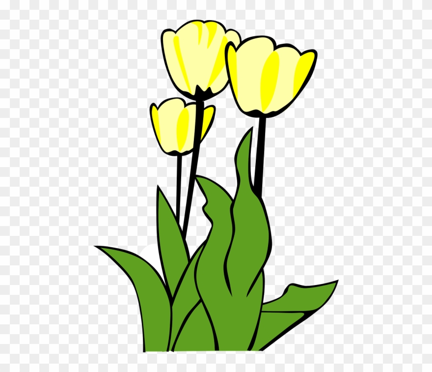 Vector - Tulip Clip Art - Png Download