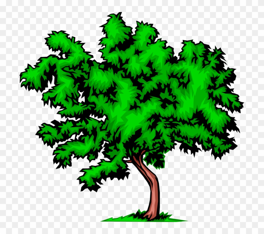 Vector Illustration Of Bushy Deciduous Tree - Things Related To The Environment Clipart