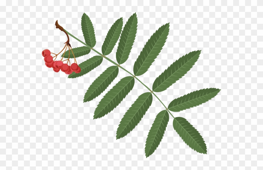 Mountainash - Mountain-ash Clipart