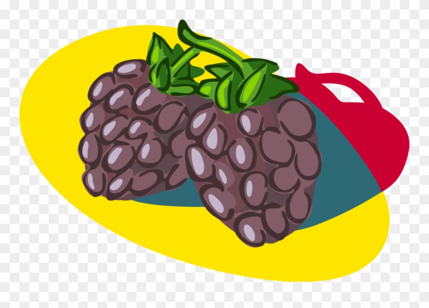 Vector Illustration Of Bramble Fruit Blackberry Edible - Illustration Clipart
