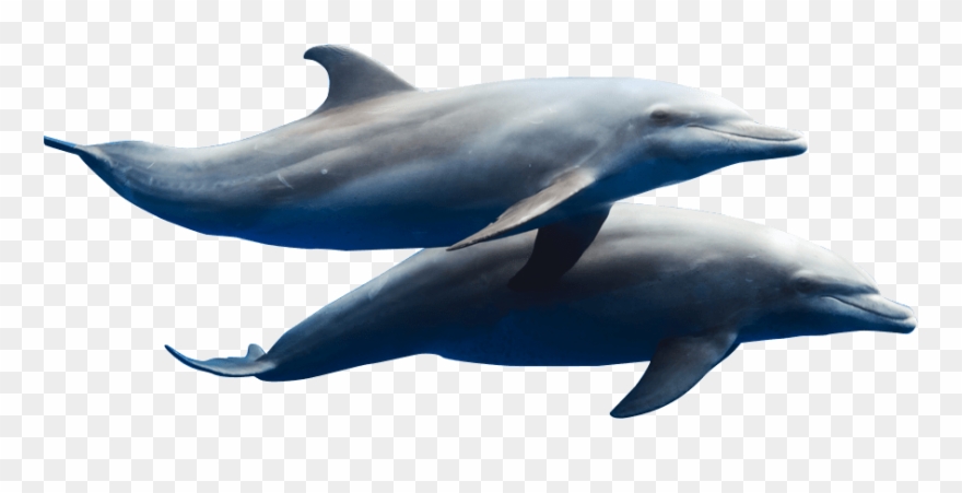 Dzharylhach Island Png Son Graphics Dolphins - Dolphin Herd Transparent Clipart