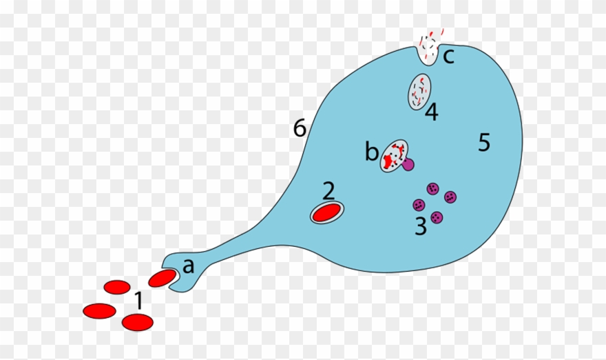 Steps Of A Macrophage Ingesting A Pathogen - Macrophage Ingesting A Pathogen Clipart