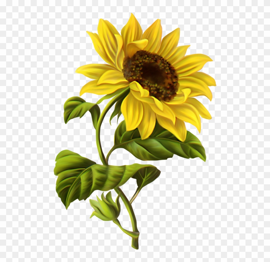 Cosas Para Photoscape Im U00c1genes Para Photoscape - Sunflower Drawing Clipart