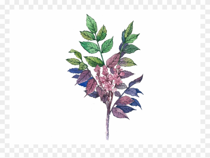 Frankincense - Twig Clipart