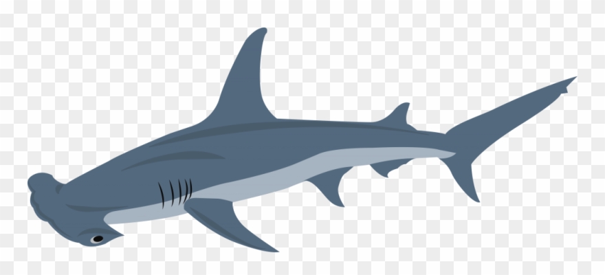 Hammerhead - Squaliformes Clipart