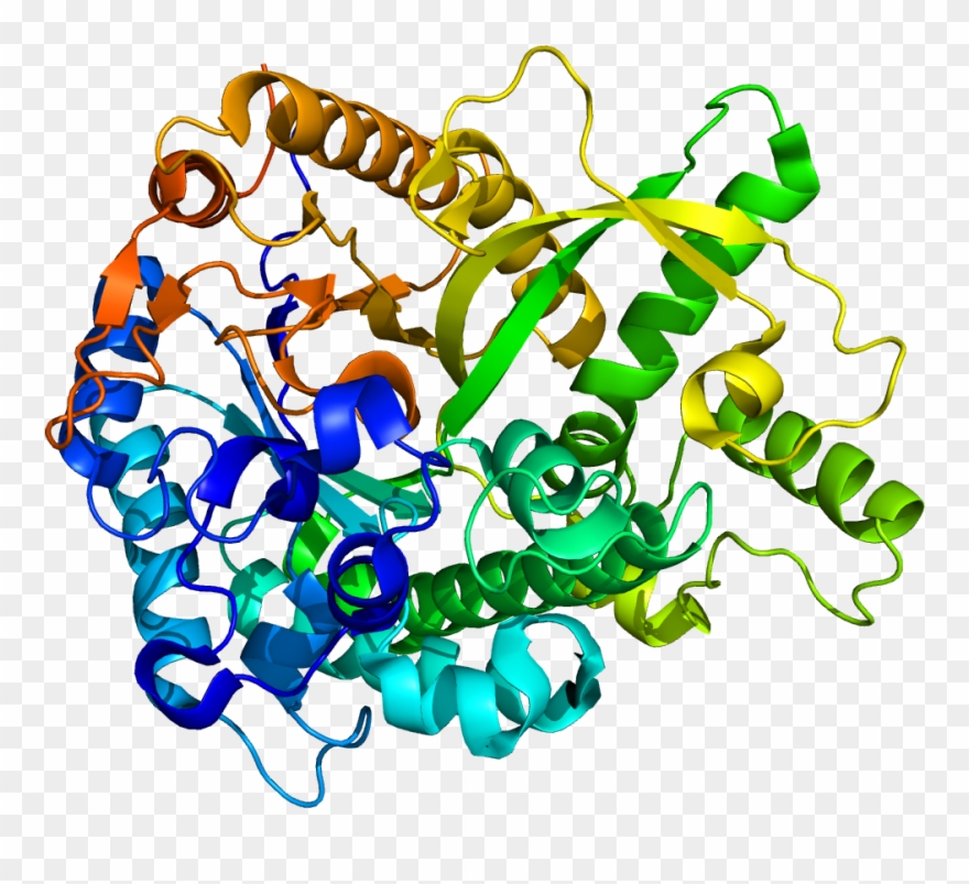 Protein Gba3 Pdb 2e9l - Alpha L Iduronidase Clipart