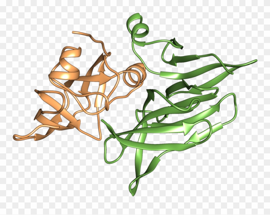 T6ss Nadase Effector Tne2 In Complex With Tni2 Immunity Clipart