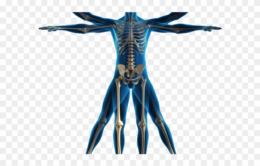 Body Clipart Transparent - Physical Therapy Body - Png Download