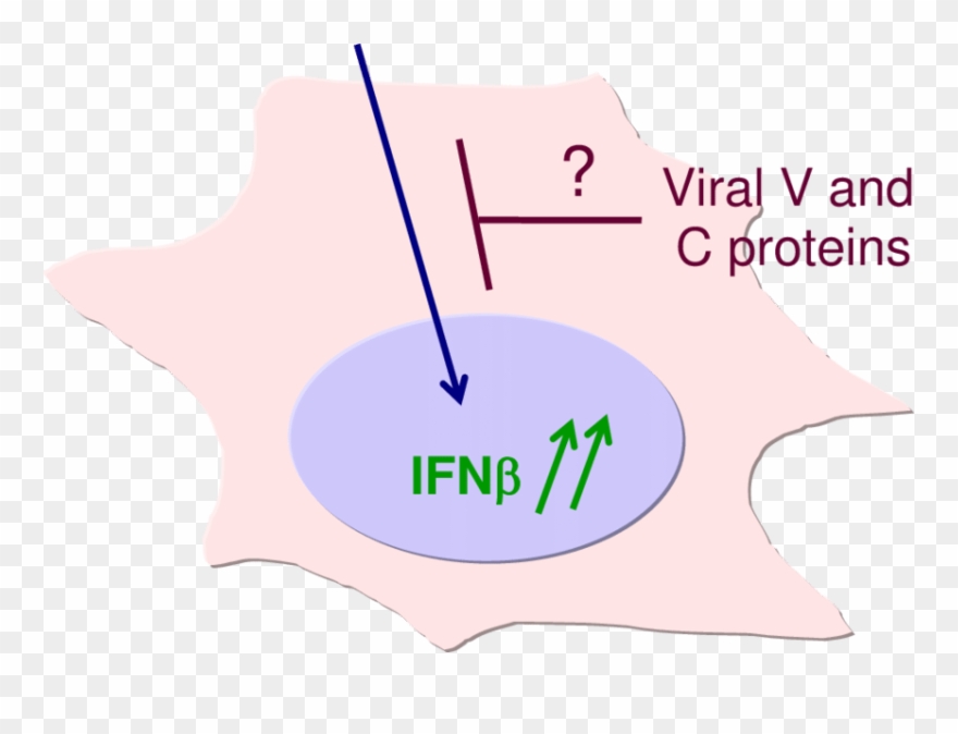 Upon Di Infection, A Strong Ifnβ Activation Is Observed Clipart