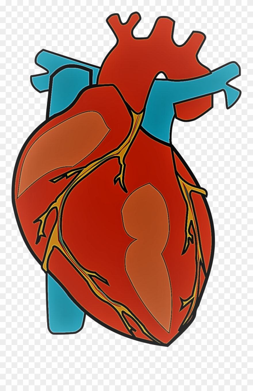 Photo Courtesy Of Pixabay - Human Heart Clipart Png Transparent Png