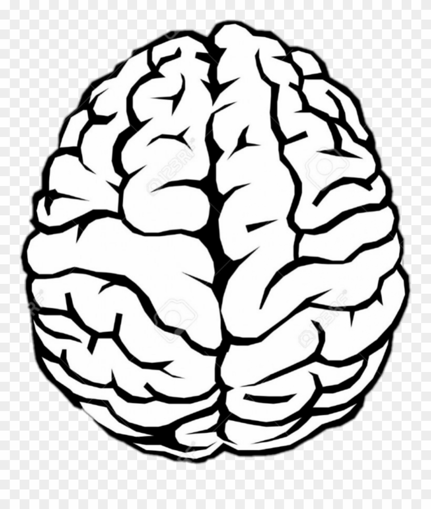 Simple Brain Drawing Clipart