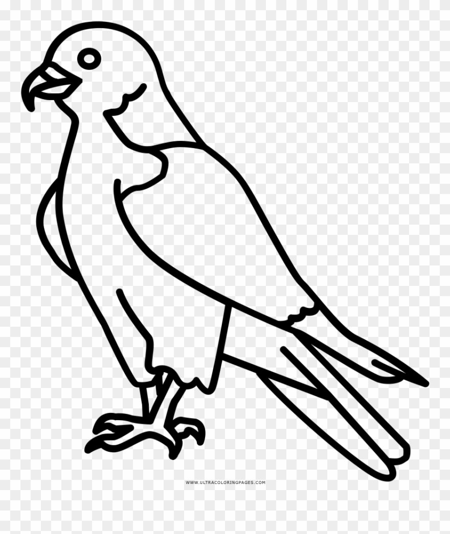 Coloring Book Beak Transprent Png Peregrine Falcon Line