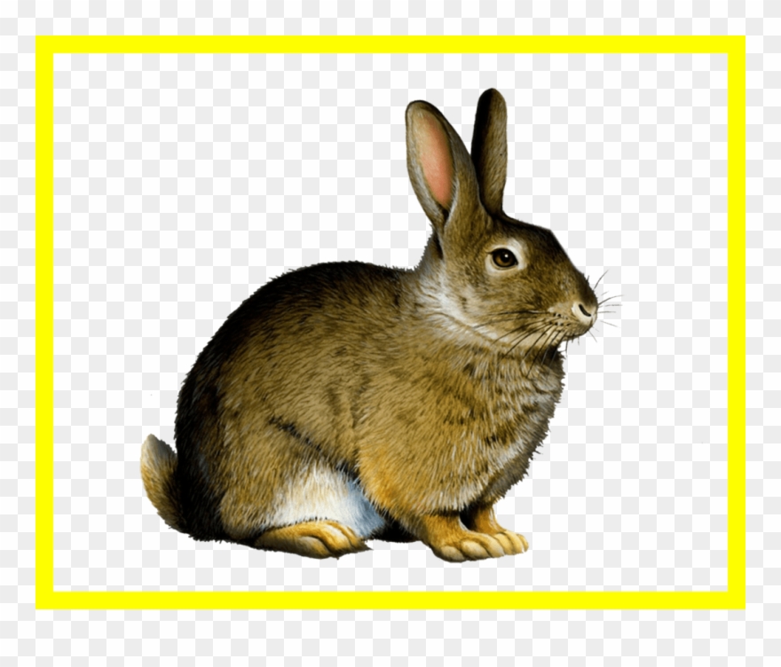 Appealing Easter Bunny Rabbit Clip Art Png Image Pict - Printable Real Animal Flash Cards Transparent Png