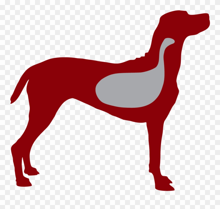 Redpaw Is Highly Digestible, Meaning The Nutrients - Dog Clipart
